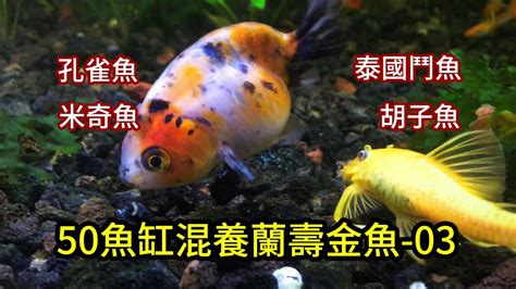 可以跟金魚混養的魚|金魚跟什麼魚混養最佳，混養注意事項